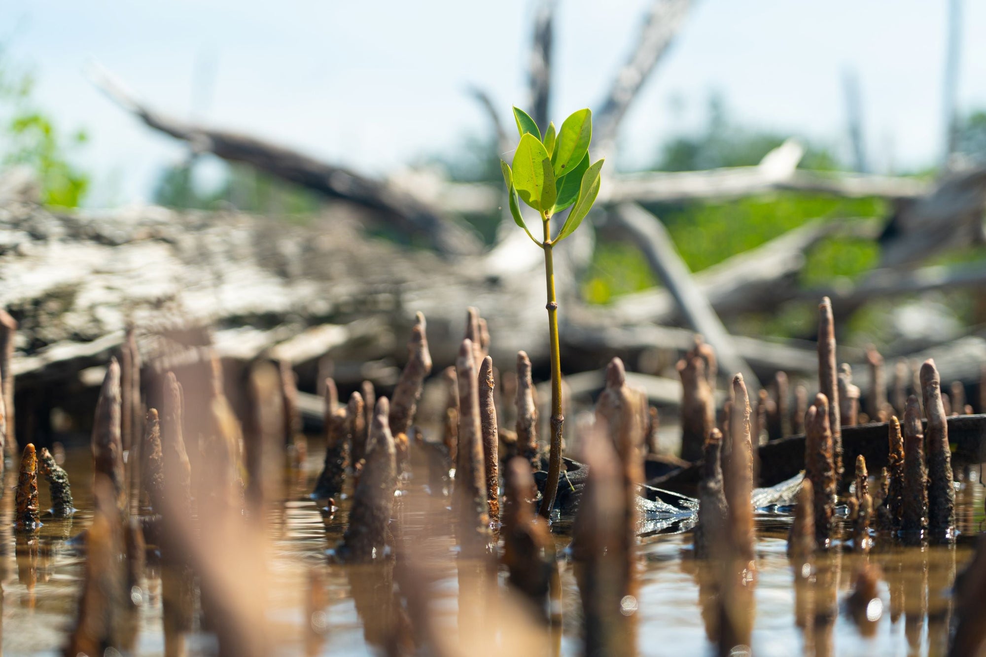 A mangrove tree planted by SeaTrees